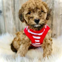 Pudding- mini, a female Whoodle for sale in Merritt, MI – Photo 1 of 3