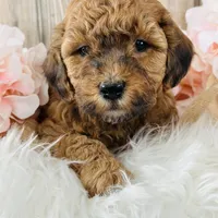 Pudding- mini, a female Whoodle for sale in Merritt, MI – Photo 2 of 3