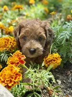 Daisy, a female Whoodle for sale in Merritt, MI – 2 of 7