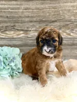 Westin, a male Whoodle for sale in Merritt, MI – 3 of 7
