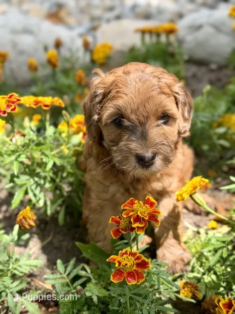 Petunia – Whoodle puppy for sale in Merritt, MI
