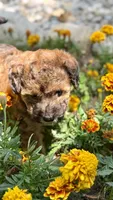 Phoebe, a female Whoodle for sale in Merritt, MI – 6 of 7