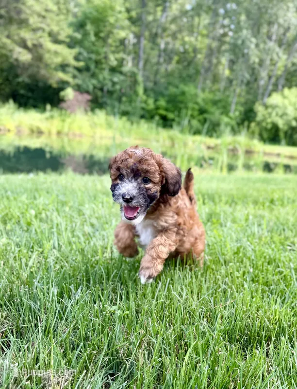 Westin – Whoodle puppy for sale in Merritt, MI