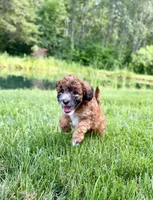 Westin, a male Whoodle for sale in Merritt, MI – 2 of 6