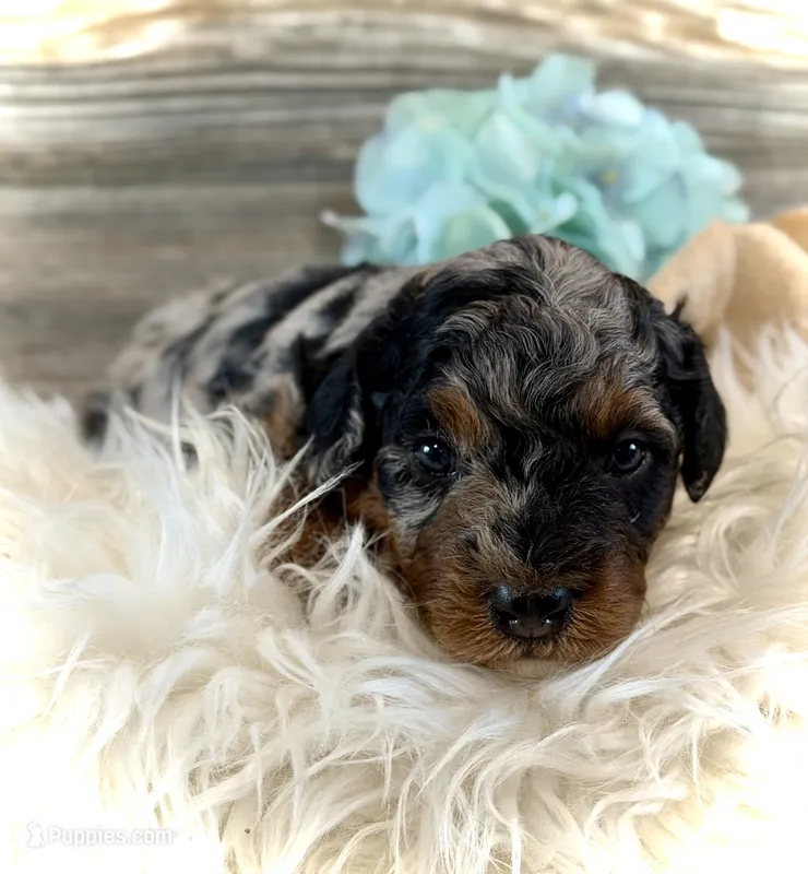 Mini Whoodle – Whoodle puppy for sale in Merritt, MI