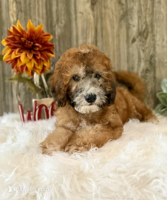 Westin – Whoodle puppy for sale in Merritt, MI