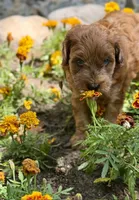 Daisy, a female Whoodle for sale in Merritt, MI – 6 of 7