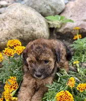 Phoebe, a female Whoodle for sale in Merritt, MI – 7 of 7
