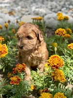 Petunia, a female Whoodle for sale in Merritt, MI – 8 of 9