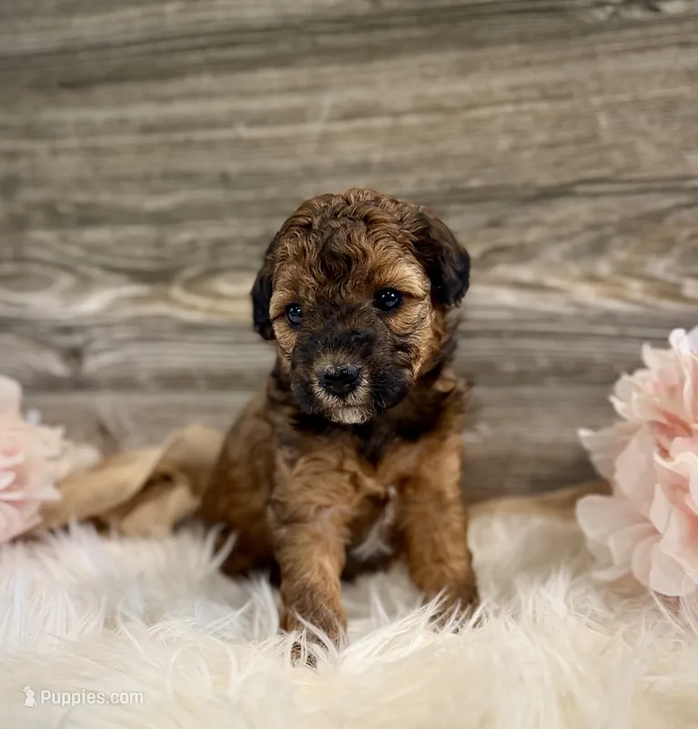 Phoebe – Whoodle puppy for sale in Merritt, MI