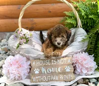 Phoebe, a female Whoodle for sale in Merritt, MI – 2 of 7