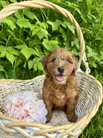 Petunia, a female Whoodle for sale in Merritt, MI – 4 of 9