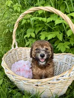 Phoebe, a female Whoodle for sale in Merritt, MI – 4 of 7