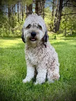 Westyn, a male Whoodle for sale in Merritt, MI – 4 of 4