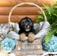Drover, a male Whoodle for sale in Merritt, MI – 1 of 7