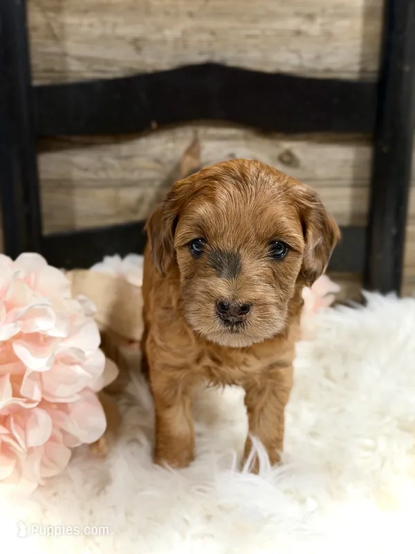 Petunia – Whoodle puppy for sale in Merritt, MI