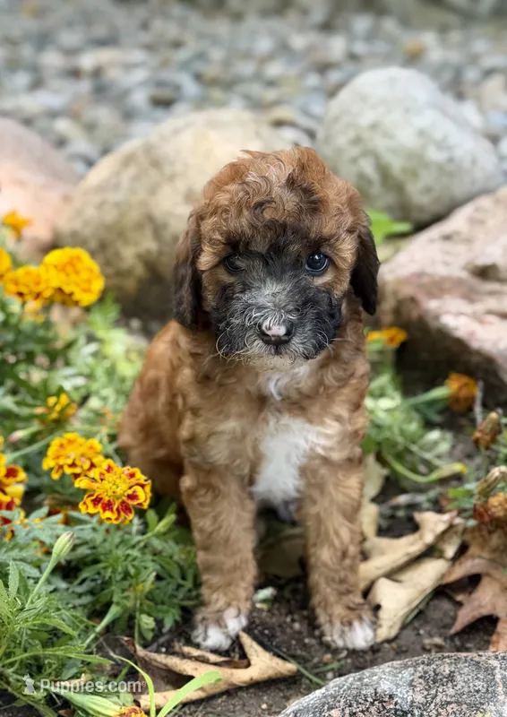 Westin – Whoodle puppy for sale in Merritt, MI