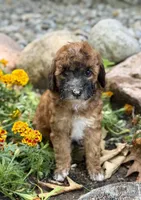 Westin, a male Whoodle for sale in Merritt, MI – 5 of 6