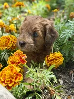 Daisy, a female Whoodle for sale in Merritt, MI – 5 of 7