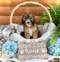 Westin, a male Whoodle for sale in Merritt, MI – 3 of 6