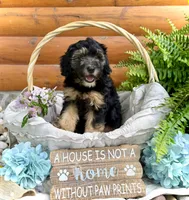 Drover, a male Whoodle for sale in Merritt, MI – 3 of 7