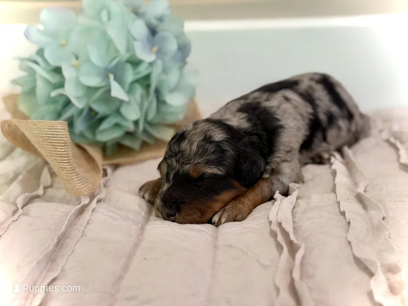 Mini Whoodle – Whoodle puppy for sale in Merritt, MI
