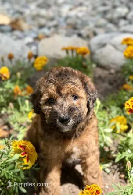 Phoebe – Whoodle puppy for sale in Merritt, MI