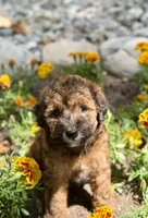 Phoebe, a female Whoodle for sale in Merritt, MI – 3 of 7
