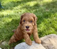 Petunia, a female Whoodle for sale in Merritt, MI – 3 of 9