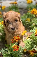 Petunia, a female Whoodle for sale in Merritt, MI – 6 of 9