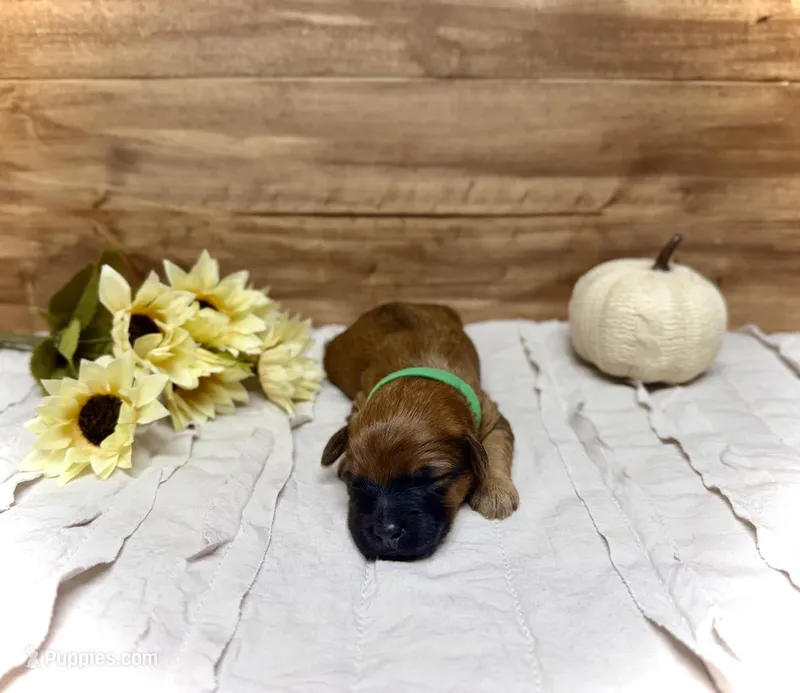 Buddy – Whoodle puppy for sale in Merritt, MI