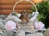 Petunia, a female Whoodle for sale in Merritt, MI – 2 of 9