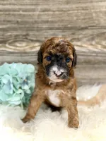 Westin, a male Whoodle for sale in Merritt, MI – 2 of 7