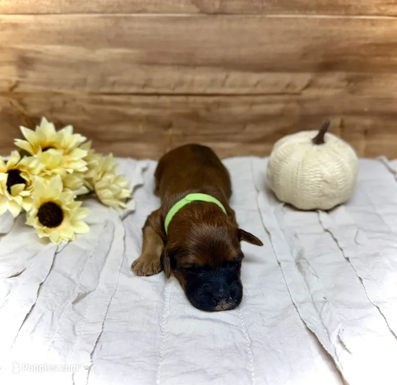 Claus – Whoodle puppy for sale in Merritt, MI