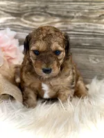 Mini Whoodle, a male Whoodle for sale in Merritt, MI – 2 of 7