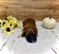 Rudy, a male Whoodle for sale in Merritt, MI – 1 of 2