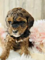 processed/3a3fc94d-aec2-49b2-b79e-cffe8ec84216/listing/a6e55294-028f-4964-b200-e4df3e2901d2/061d8668-cbfd-4894-a63b-b67ffcd3efa7