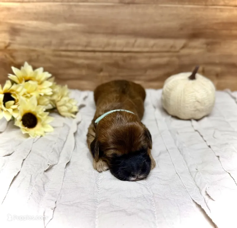 Tinsel – Whoodle puppy for sale in Merritt, MI