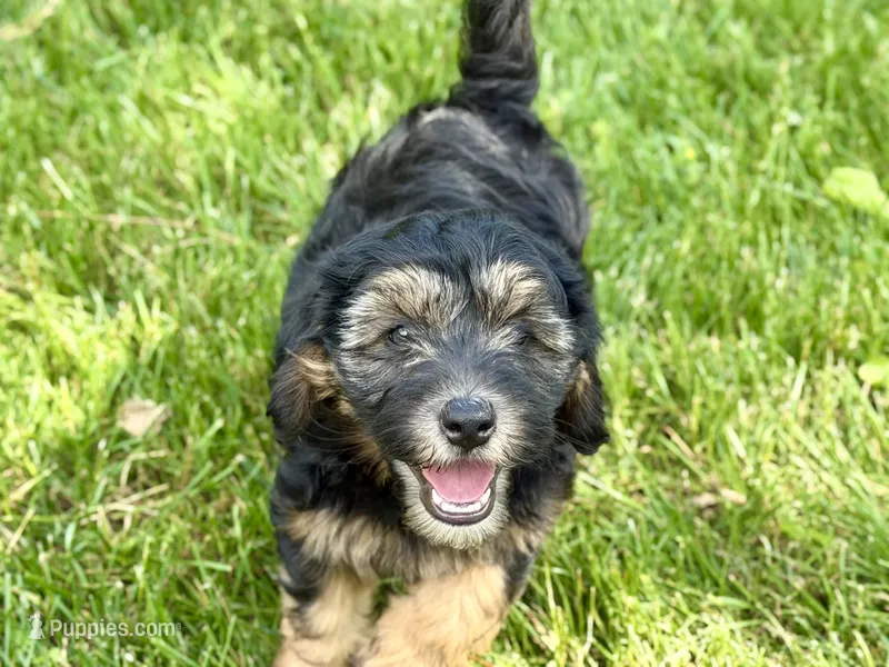 Drover – Whoodle puppy for sale in Merritt, MI