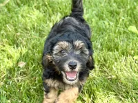 Drover, a male Whoodle for sale in Merritt, MI – 2 of 7