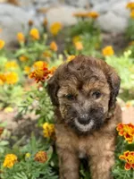 Phoebe, a female Whoodle for sale in Merritt, MI – 5 of 7