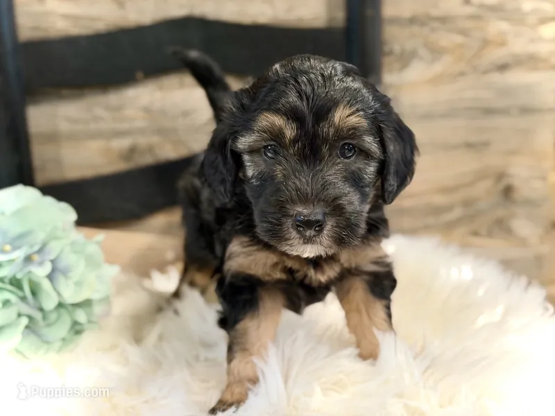 Drover – Whoodle puppy for sale in Merritt, MI
