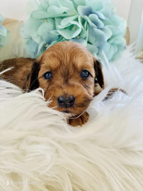 Cannoli- mini, a male Whoodle for sale in Merritt, MI – Photo 1 of 4