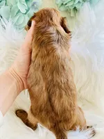 Cannoli- mini, a male Whoodle for sale in Merritt, MI – Photo 3 of 4