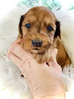 Cannoli- mini, a male Whoodle for sale in Merritt, MI – Photo 4 of 4