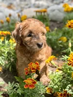 Petunia, a female Whoodle for sale in Merritt, MI – 9 of 9