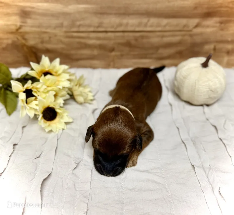Donner – Whoodle puppy for sale in Merritt, MI