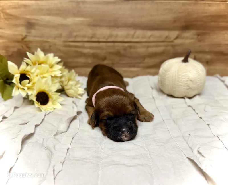 Elfie  – Whoodle puppy for sale in Merritt, MI