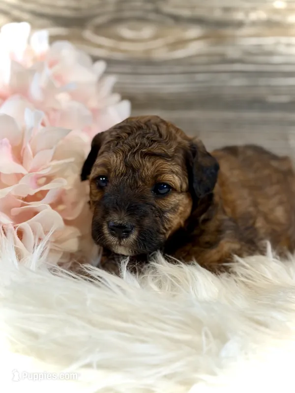Phoebe – Whoodle puppy for sale in Merritt, MI