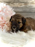 Phoebe, a female Whoodle for sale in Merritt, MI – 1 of 4